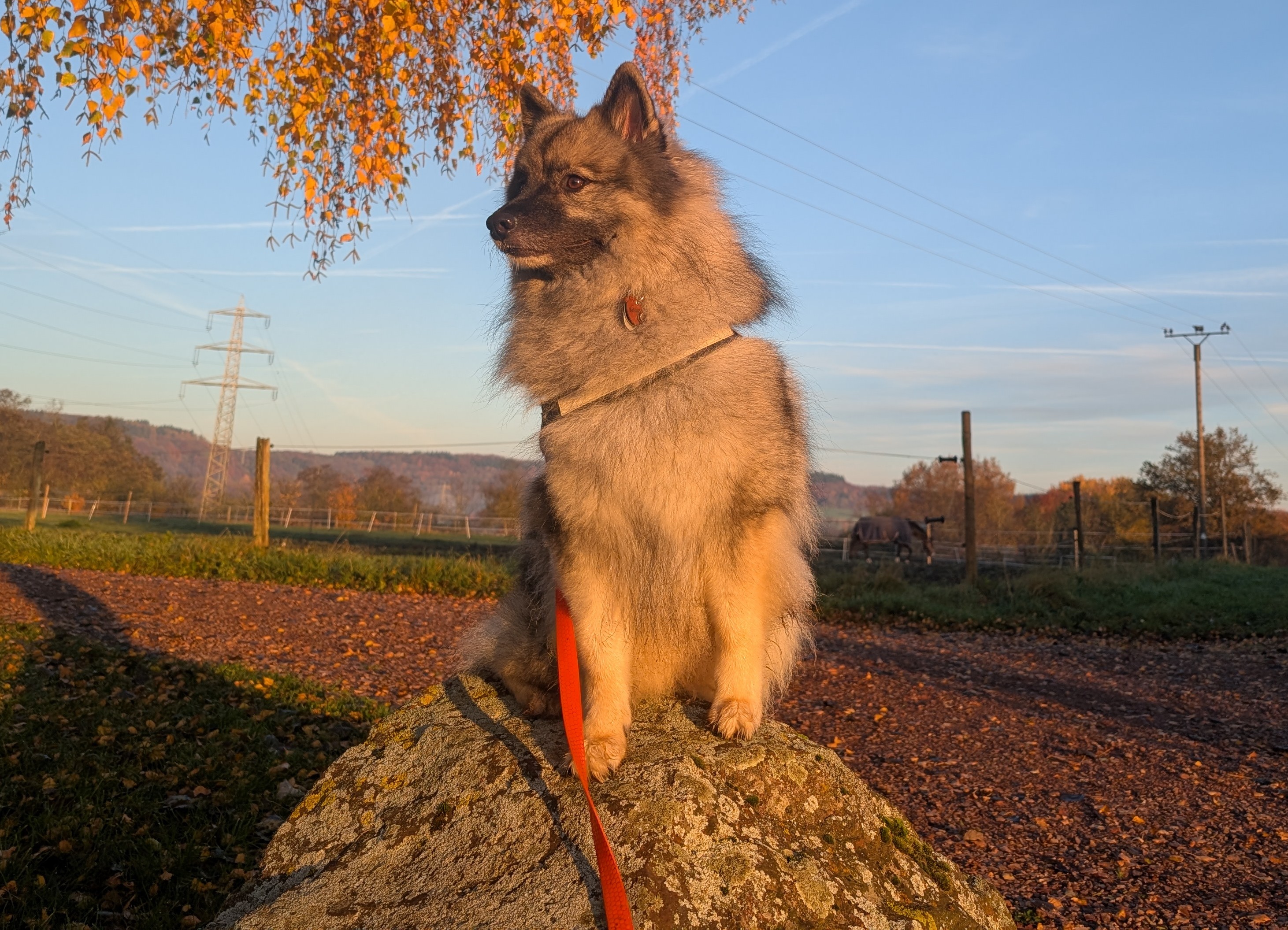 Ein freundlicher Wolfsspitz begrüßt dich
